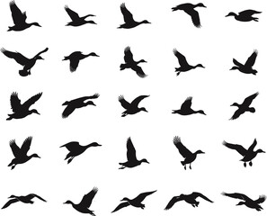 set of duck flight silhouette