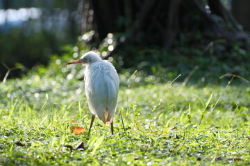 Cattle Egret standing quietly in grass with slender white body in Taiwan Taipei City
