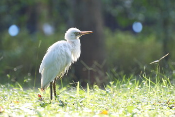 Standing Cattle Egret with orange bill in grassy field Japan Taipei
