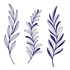 Elegant hand drawn botanical illustrations of leaves and branches in navy blue color