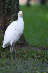 Standing Cattle Egret with white plumage and yellow bill in Taipei Taiwan