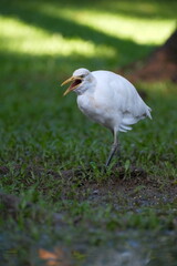 Walking Cattle Egret with long legs in Taipei, Taiwan