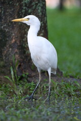 Standing Cattle Egret with yellow beak in Taipei, Taiwan