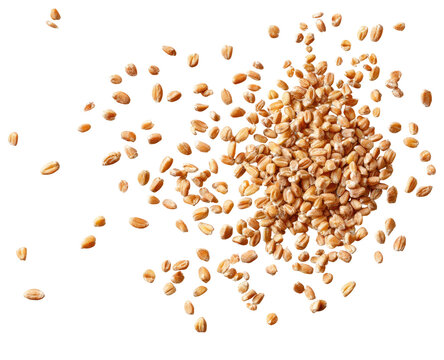 Scattered wheat grains against a black background
