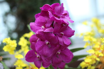 Vibrant purple orchid in full bloom with bright yellow flowers blurred in the background, showcasing tropical beauty and colorful floral contrast.