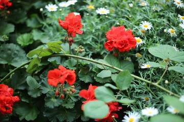 Bright red geranium flowers and white daisies blooming together in lush garden, symbolizing freshness and natural beauty.