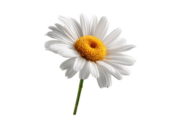 Single white daisy with yellow center against transparent background