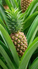 Fototapeta premium Close-up view of a young pineapple growing amidst vibrant green foliage.