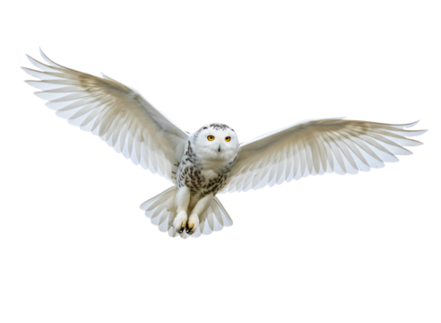 Barn owl in flight with wings spread wide isolated on transparent background