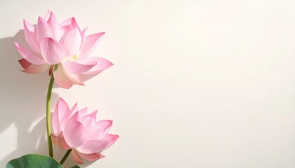 Fototapeta premium lotus flower isolated on white background.