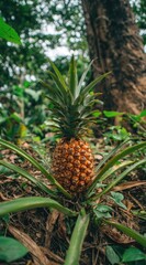 A ripe pineapple, with its vibrant yellow-orange skin, stands amidst lush, green foliage in a tropical setting.