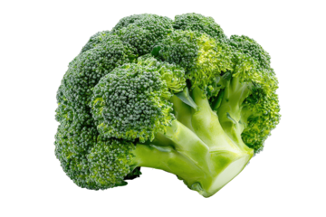 Fresh broccoli head, vibrant green