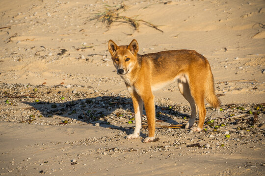 A dingo standing on a sandy surface, likely a beach or a dune. The dingo's coat is a warm, golden-brown, and it stands alert, facing the viewer with its ears perked. 