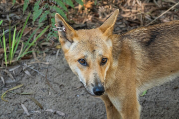 This is a close-up portrait of a dingo, its golden-brown fur clearly visible. The dingo has distinctive pointed ears, one of which has a small pink tag attached.