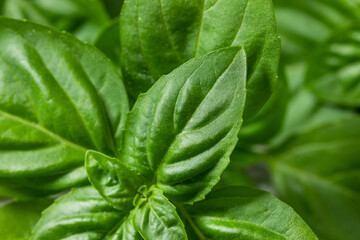 Organic Raw Green Basil Leaves