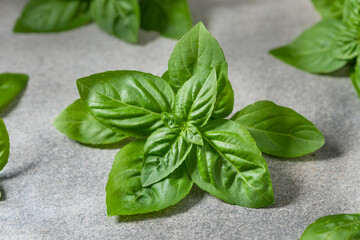 Organic Raw Green Basil Leaves
