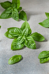 Organic Raw Green Basil Leaves