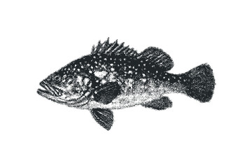 Fototapeta premium Sketch of a Spotted Fish on Transparent Background. Vector hand drawn illustration