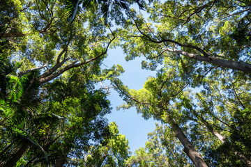 Obraz premium This worm's-eye view looks up into the lush canopy of a forest. Sunlight streams through the vibrant green leaves, illuminating the scene and creating a sense of natural beauty and tranquility. 