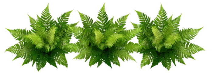 Three clusters of detailed, vibrant green foliage, appearing like ferns or similar plants