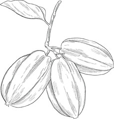 Star Fruit Botanical Sketch Illustration
