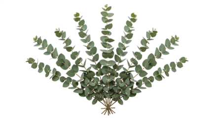 A beautiful decorative arrangement of multiple fresh green eucalyptus leaves, fanned out in a graceful whisk-like pattern, isolated on a clean white background for botanical design