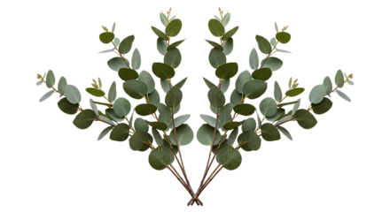 Symmetrical display of fresh eucalyptus branches with delicate green leaves, offering a serene natural decor element, isolated on white