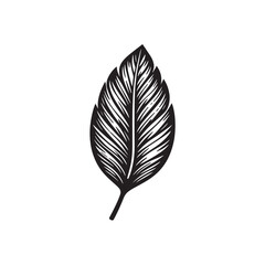 leaf isolated on white background