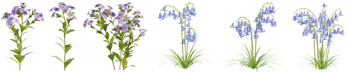 Set of Aster flower and Bluebell flower with isolated on transparent background. png file, 3d rendering illustration