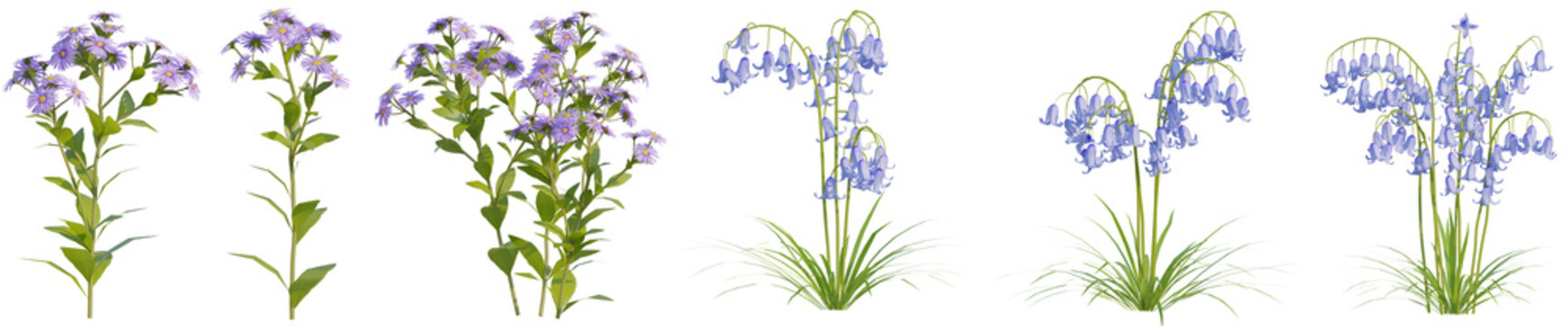 Set of Aster flower and Bluebell flower with isolated on transparent background. png file, 3d rendering illustration