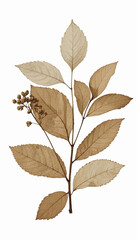 Fototapeta premium Watercolor Earth: Fragile Leaves dry leaves isolated vector illustration svg