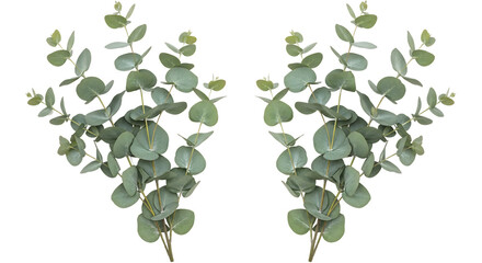 Two elegant bundles of fresh eucalyptus leaves, showcasing their natural beauty and soothing green hues, isolated on a clean white background, perfect for design and decorative applications