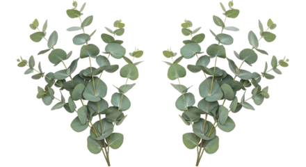 Two elegant bundles of fresh eucalyptus leaves, showcasing their natural beauty and soothing green hues, isolated on a clean white background, perfect for design and decorative applications