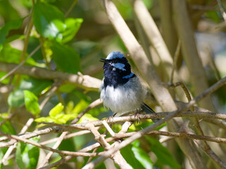 Male Superb Fairywren (Malurus cyaneus) in breeding plumage perched on a branch surrounded by a green leaf background