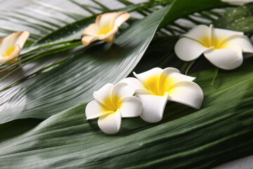 Beautiful plumeria flowers on tropical leaves as background, closeup