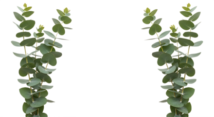 Two graceful eucalyptus branches with lush green leaves symmetrically framing a clean white background, creating a serene and natural botanical design accent