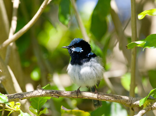 Male Superb Fairywren (Malurus cyaneus) in breeding plumage perched on a branch surrounded by a green leaf background