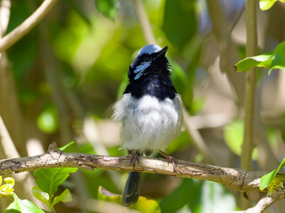 Male Superb Fairywren (Malurus cyaneus) in breeding plumage perched on a branch surrounded by a green leaf background
