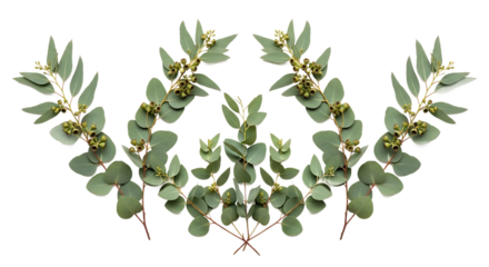 Elegant symmetrical arrangement of fresh eucalyptus branches, showcasing vibrant green foliage on a clean white background, ideal for natural design elements and decorative accents