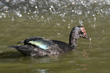 A beleza de um pato selvagem com suas lindas asas dando a sua gra&ccedil;a no lago do Museu da Rep&uacute;blica - Catete - RJ