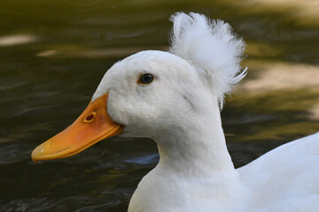 Uma mimosa marreca pompom dando a sua gra&ccedil;a no lago do jardim do Museu da Rep&uacute;blica - Catete - RJ