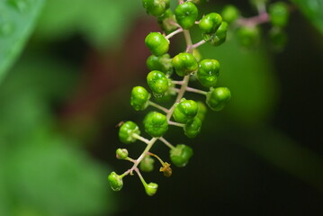 濡れたヨウシュヤマゴボウの実