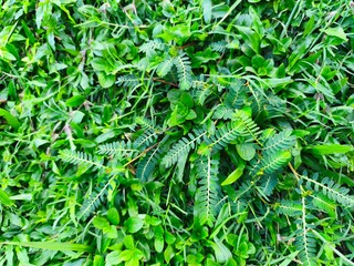 green grass plants in the garden