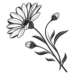 Obraz premium Black and white illustration of a daisy flower with buds and leaves