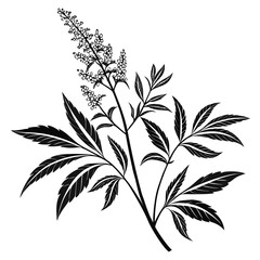 Black and white illustration of a flowering plant branch with delicate leaves