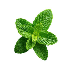 handful of fresh mint leaves with serrated edges and veins
