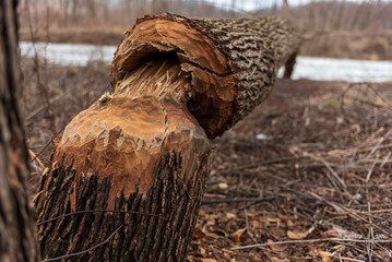Fallen tree from the mouth of a beaver.
