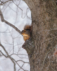 Squirrel in a tree in winter