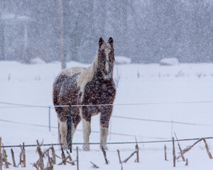 Horse standing in a heavy snowfall