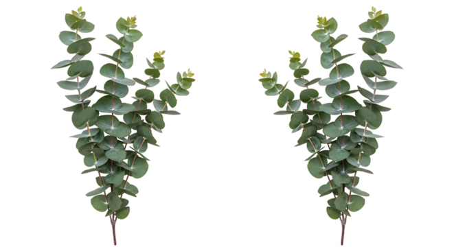 Fresh and vibrant eucalyptus branches, featuring multiple graceful green leaves symmetrically arranged on a crisp white background, ideal for botanical accents and natural decor